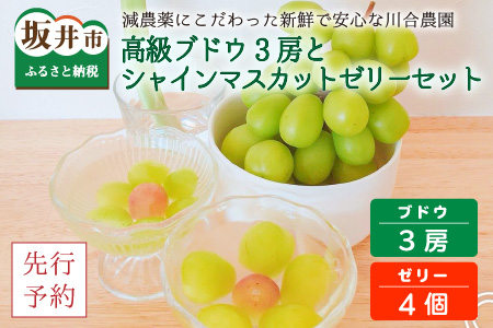 【先行予約】減農薬にこだわった新鮮で安心な川合農園の高級ブドウ 3房 と シャインマスカットゼリー 4個セット【2026年8月中旬以降順次発送予定】【マスカット ブドウ ぶどう 葡萄 果物 くだもの フルーツ 果実 ゼリー 旬 新鮮 セット 詰め合わせ 国産】 [C-7502]
