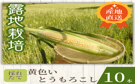 【2026年発送】もぎたて果実～黄色いとうもろこし～【BP-002】