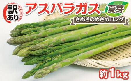 【訳あり】アスパラガス (さぬきのめざめロング)　夏芽 1kg