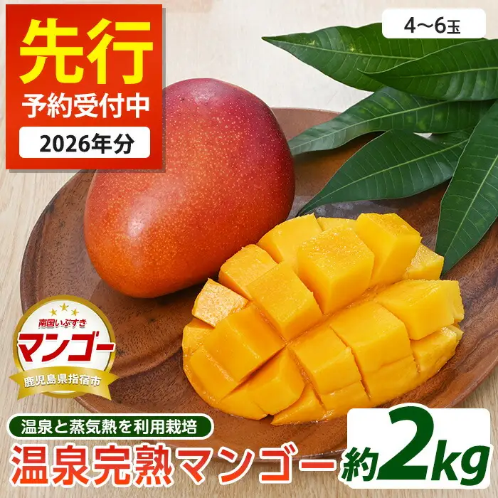 2026年発送 温泉 完熟マンゴー 約2kg トロピカルファームいぶすき IB059-002 マンゴー フルーツ 果物