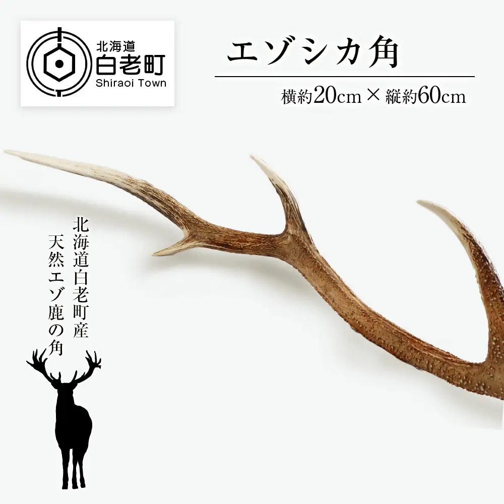 エゾシカ角（横約20cm×縦約60㎝）