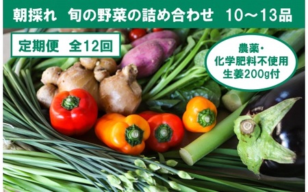 【12回定期便】栽培期間中に農薬不使用の生姜200gと旬の野菜詰め合わせ10〜13品目 野菜 野菜セット 詰め合わせ しょうが ショウガ 旬 新鮮 朝どれ 取り寄せ 定期便【株式会社SIMA】 [BQAZ008]