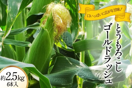 とうもろこし ゴールドラッシュ 約2.5kg 6本入 《6月前半から順次お届け》 [JAふえふき 山梨県 中央市 21470469] やさい 野菜 トウモロコシ コーン 2.5キロ 6本 季節限定 期間限定 数量限定 山梨 山梨県産【2026年6月上旬～7月上旬発送予定】