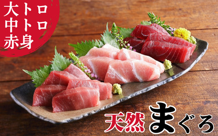 ＜選べる配送月＞ 本物 の 味をお届け ！ 厳選 ！ 天然 三崎 まぐろ 大トロ ・ 中トロ 赤身 セット M005-038 冷凍 マグロ