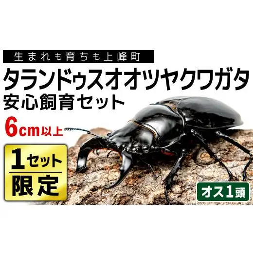 1セット限定！】完璧育成！「タランドゥスオオツヤクワガタ」 G-233