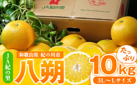 【先行予約】八朔 約10kg(3L-Lサイズ)JAわかやま 紀の里地域本部 《2027年1月上旬-3月末頃出荷》 和歌山県 紀の川市 果物 フルーツ 柑橘 はっさく