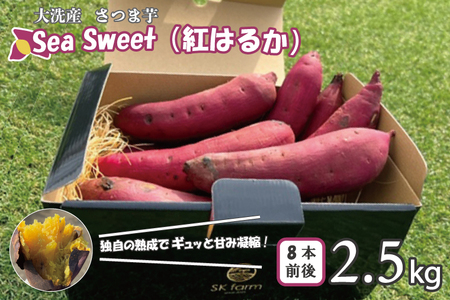  【先行予約】 大洗産 さつまいも 紅はるか 2.5kg （8本前後） 「Sea Sweet」 長期熟成 茨城県産 サツマイモ 土付き 生芋 芋 さつま芋 薩摩芋 甘藷 べにはるか_CF002