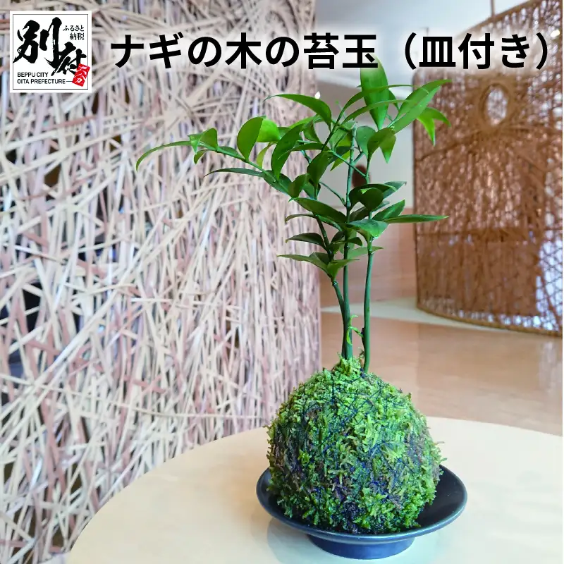 ナギの木の苔玉（皿付き）_B120ｰ001