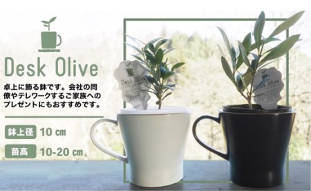 A28　デスクオリーブ＜2鉢セット＞