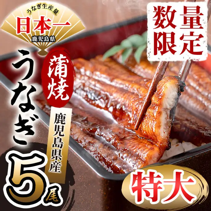 鹿児島県産 伊崎田のうなぎ蒲焼 特大＜190g以上＞× 5尾(計950g以上) うなぎ 鰻 ウナギ 国産 鹿児島県産 九州産 蒲焼き 冷凍 うな重 ひつまぶし c9-001