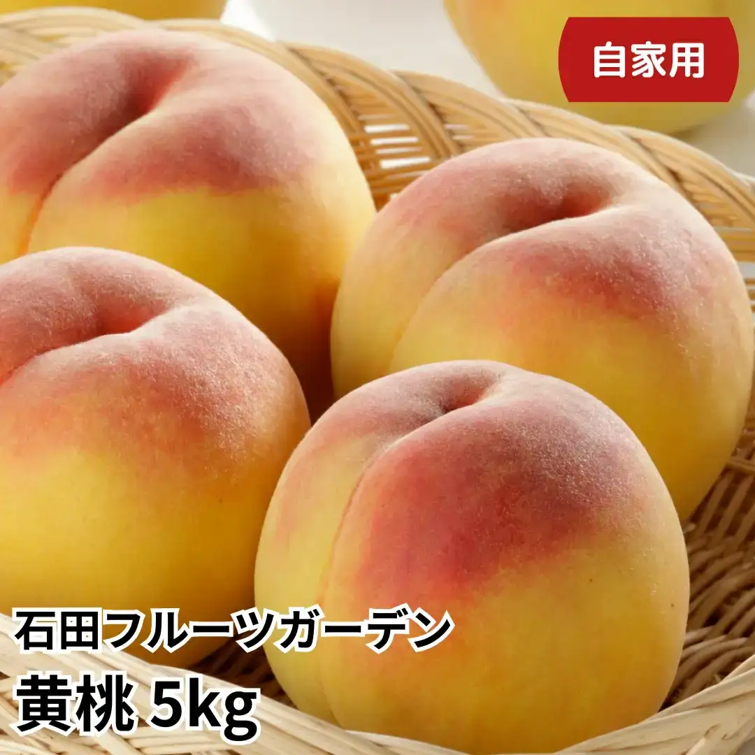 先行予約 黄桃 自家用 5kg程度 令和8年産 新潟県 黄桃 石田フルーツガーデン