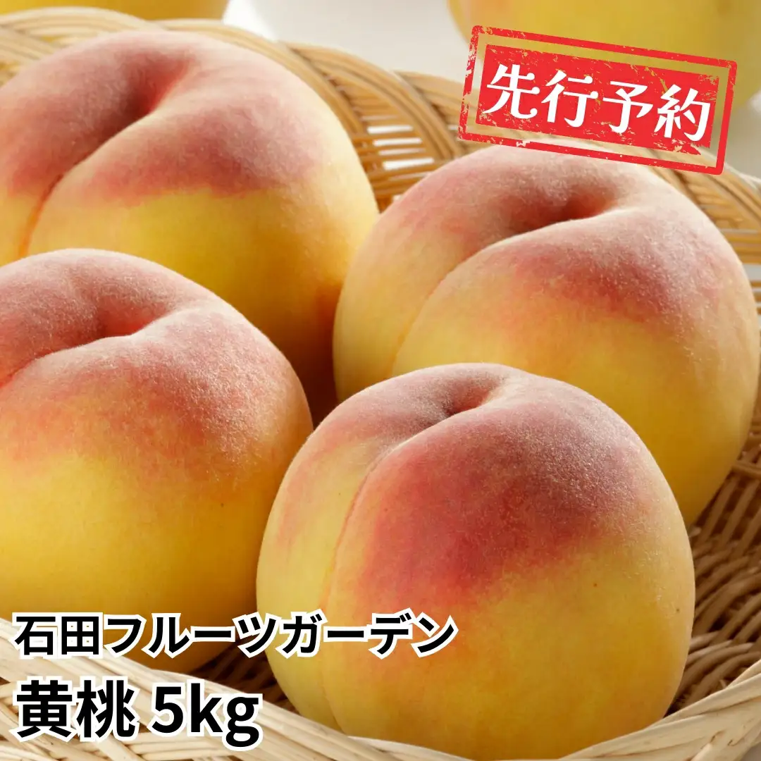 先行予約 黄桃 5kg程度 令和8年 新潟県産 黄桃  石田フルーツガーデン