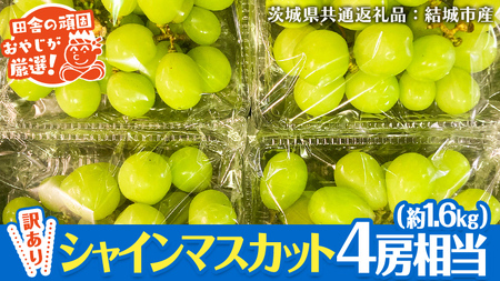 【 訳あり 】 シャインマスカット 4房相当（約1.6kg） 【2026年9月より発送開始】 （茨城県共通返礼品 [ぶどう]：結城市産）