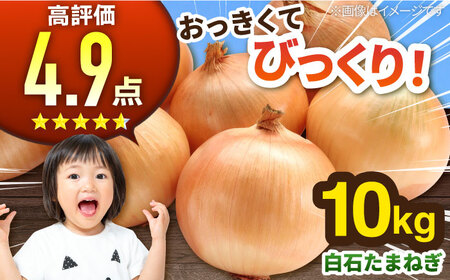 【2026年5月中旬以降発送】白石産たまねぎ 10kg / たまねぎ 玉ねぎ [IAK011]