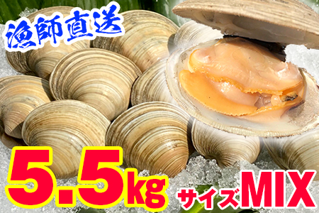 漁師直送！活ホンビノス貝5.5kg（サイズミックス）