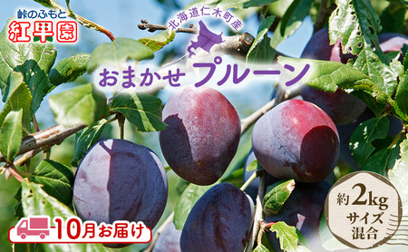 [先行受付] 9月末～10月お届け 北海道 仁木産 フレッシュ プルーン 約2kg（サイズ混合）品種 おまかせ 果物 くだもの フルーツ [峠のふもと　紅果園]