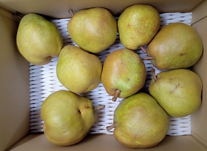 西洋梨（ラ・フランス）３.５ｋｇ　ご家庭用　0142-2611