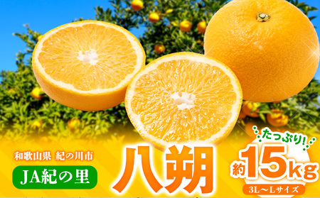 【先行予約】八朔 はっさく ネット入 約15kg 3L-Lサイズ JAわかやま 紀の里地域本部 《2027年1月上旬-3月末頃出荷》 和歌山県 紀の川市 果物 フルーツ 柑橘 はっさく