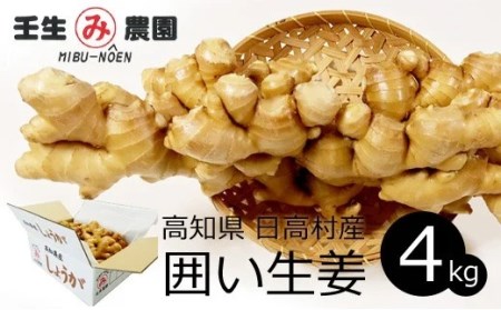 生姜 4kg　高知県産 囲い生姜 低農薬栽培 大容量 業務用 農家直送 熟成