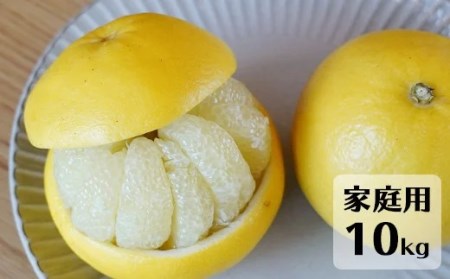 【先行予約・2027年1月】土佐文旦 家庭用 10kg　数量限定 高知県産 文旦 路地 農家直送 訳あり 早出し