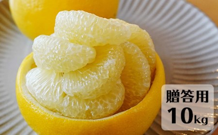 【先行予約・2027年1月】土佐文旦 贈答用 10kg　数量限定 高知県産 文旦 路地 農家直送 早出し