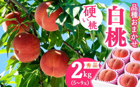 令和8年産 先行予約 有機質肥料栽培 硬めの 白桃  2kg（5～9玉） 秀品 品種おまかせ 山形県産 【2026年8月下旬頃～10月上旬頃発送予定】　012-B-AF008