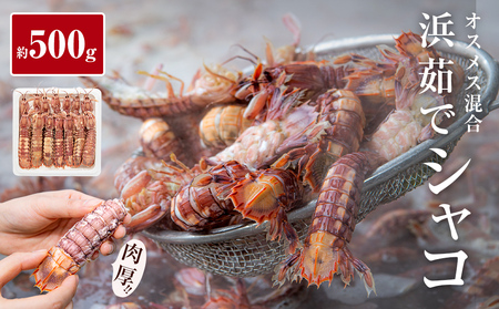 ＜先行予約：2026年5月以降順次発送＞ 季節限定 宮城県産 浜茹で シャコエビ 500g（オスメス混合）数量限定 冷蔵 産地直送 殻付き 子持ち ガサエビ シャッパ シャク しゃこえび 宮城県 石巻市 しゃこ 肉厚 ノンフローズン 新鮮 蝦蛄 ボイルシャコ
