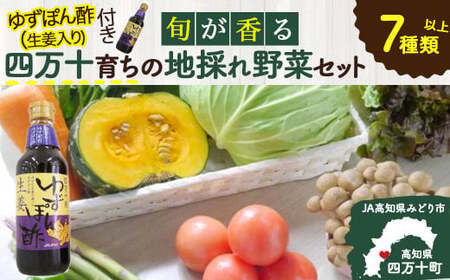 特製ポン酢付き！安心安全の地ドレ野菜（旬が香る7種セット） 野菜便 野菜 国産野菜 詰め合わせ 水耕セリ アスパラ ミョウガ ニラ 冷蔵 ／Qjs-05