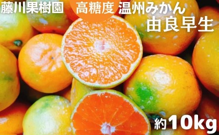 2026年秋よりお届け　高糖度温州みかん（由良早生）約10kg 香川県産 フルーツ 果物類 柑橘類 