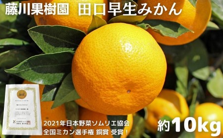 2026年秋よりお届け 田口早生みかん　約10kg 香川県産 フルーツ 果物類 柑橘類 