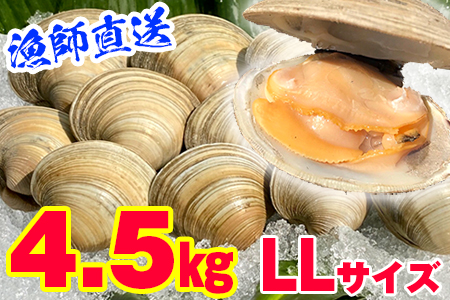 漁師直送！活ホンビノス貝4.5kg（LLサイズ）