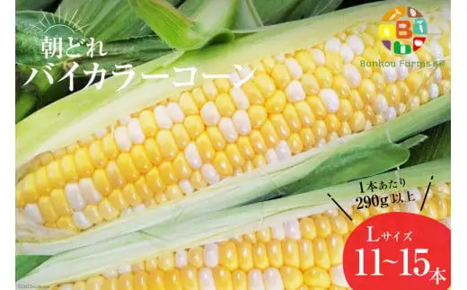 AG034　【令和8年度出荷分】5月下旬から出荷！「朝どれバイカラーコーン！」L×11～15本セット