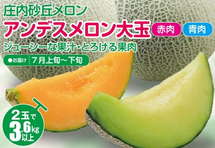 SA2964　庄内砂丘メロン アンデスメロン(青肉・赤肉) 大玉2玉　計3.6kg以上　つる付き
