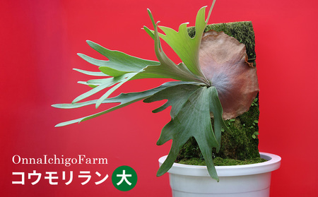 【OnnaIchigoFarm】コウモリラン　大 沖縄 コウモリラン ビカクシダ 室内植物 屋外植物 ヘゴ板 室内緑化 植物インテリア 観葉植物 沖縄産 プラントギフト 緑のある暮らし 園芸用品 インテリアプランツ 根付き植物 人気 ヘゴの木 おすすめ 送料無料 恩納村