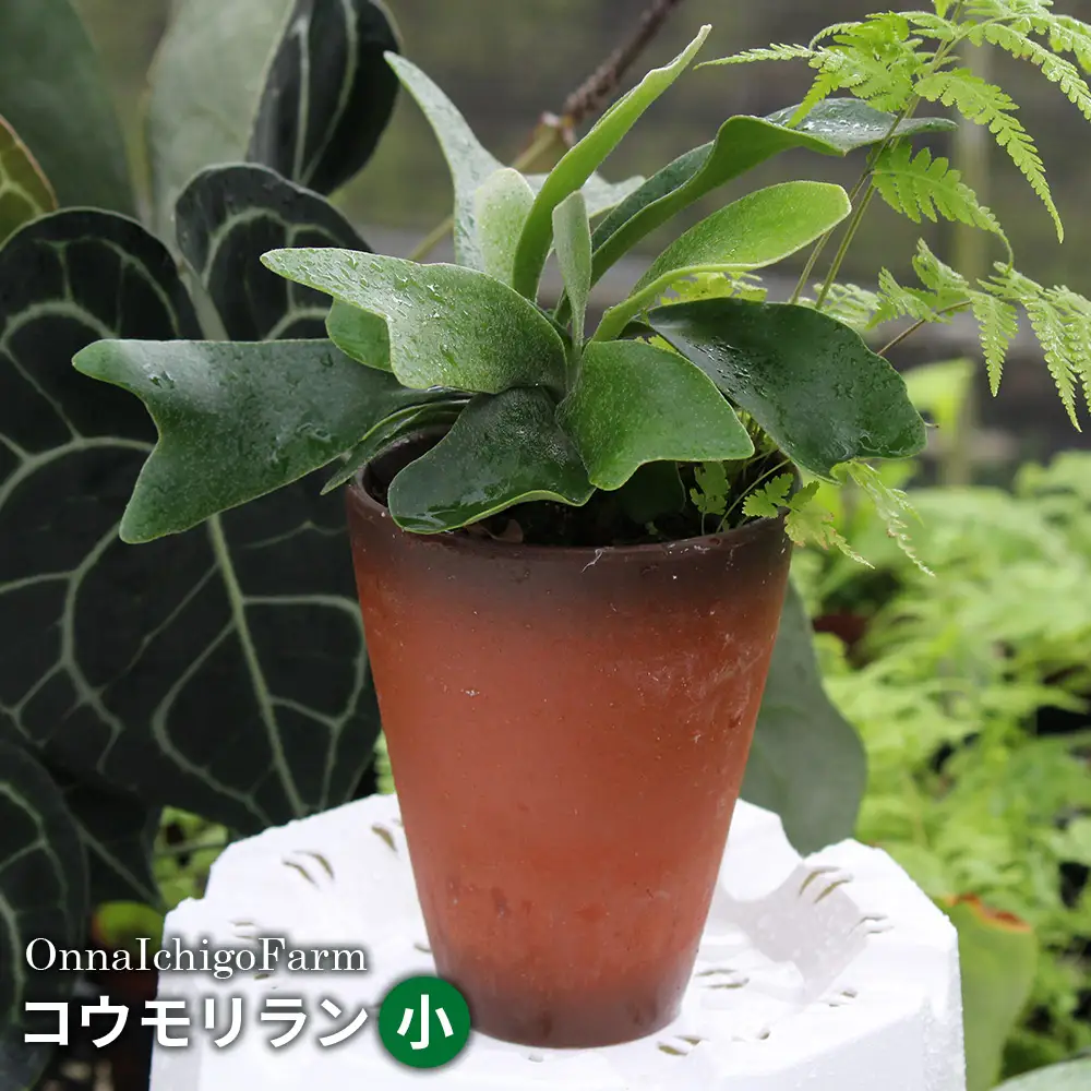 【OnnaIchigoFarm】コウモリラン　小 沖縄 コウモリラン ビカクシダ 室内植物 屋外植物 ヘゴ板 室内緑化 植物インテリア 観葉植物 沖縄産 プラントギフト 緑のある暮らし 園芸用品 インテリアプランツ 根付き植物 人気 ヘゴの木 おすすめ 送料無料 恩納村