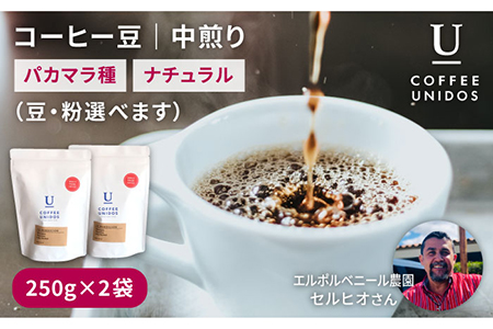 中煎り コーヒー 豆 250g × 2袋 （ 豆 ・ 粉 選べます ） エルポルベニール農園 パカマラ種 ナチュラル 《糸島》 【COFFEE UNIDOS】 [AQF004]