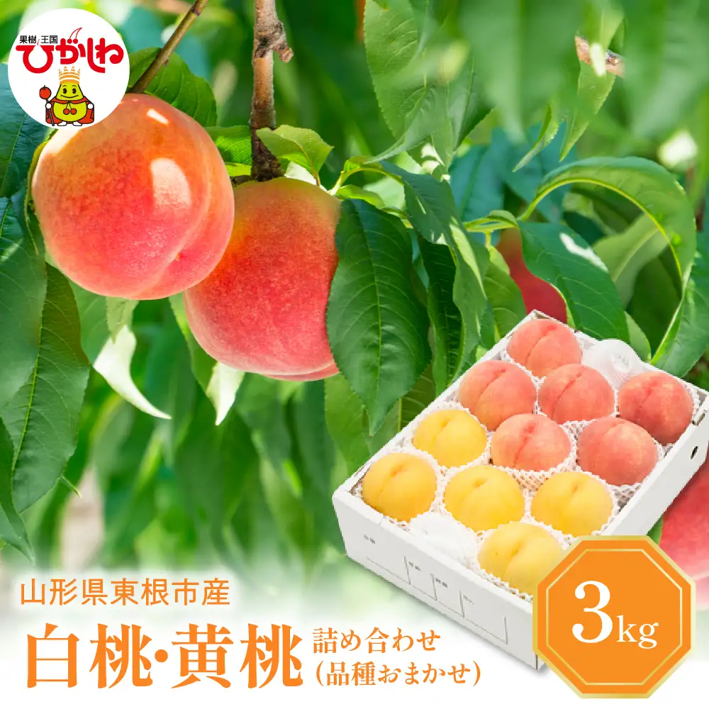 【2026年産 先行予約】 白桃＆黄桃 詰め合わせ (品種おまかせ) 3kg 秀品 化粧箱入り 東根農産センター提供 山形県 東根市 hi027-264 （東北 果物 フルーツ くだもの もも 桃 白桃 黄桃 セット ピーチ 品種おまかせ 箱入り 期間限定 冷蔵配送 先行受付 令和8年産 取り寄せ グルメ ご当地 特産直送 送料無料 ふるさと納税）
