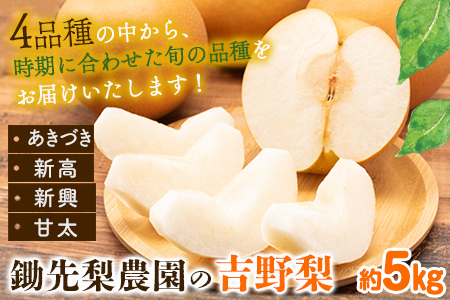 【先行予約】旬の梨 約5kg 梨