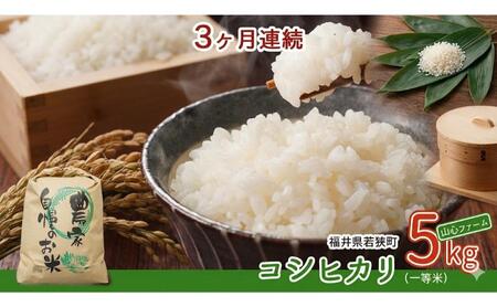 【3ヶ月連続】令和8年産福井県若狭町コシヒカリ（一等米）5kg（山心ファーム） お米 福井県産 甘い