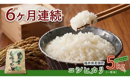 【6ヶ月連続】令和8年産福井県若狭町コシヒカリ（一等米）5kg（山心ファーム） お米 福井県産 甘い