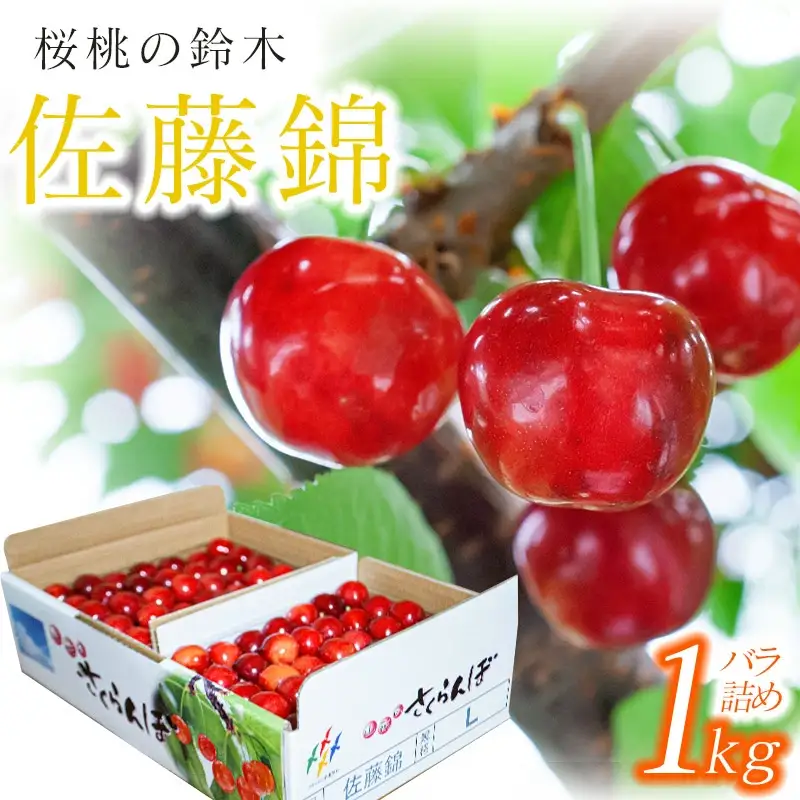 【令和8年産先行予約】さくらんぼ 佐藤錦 バラ 1kg（500g×2）鶴岡市櫛引産 桜桃の鈴木・鶴岡地区物産協同組合 K-867