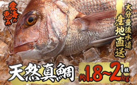 天然 真鯛 (約1.8-2kg・1枚) 直送 産直 漁師 魚 鮮魚 天然 マダイ 鯛 白身魚 獲れたて 刺身 煮つけ 塩焼き 冷蔵 豊後水道 鮮魚 大分県 佐伯市【CS02】【 (有)丸昌水産】