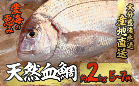 天然 血鯛 (約2kg・計5-7枚) 直送 産直 漁師 魚 鮮魚 天然 チダイ 鯛 白身魚 獲れたて 刺身 煮つけ 塩焼き 冷蔵 豊後水道 鮮魚 大分県 佐伯市【CS03】【 (有)丸昌水産】