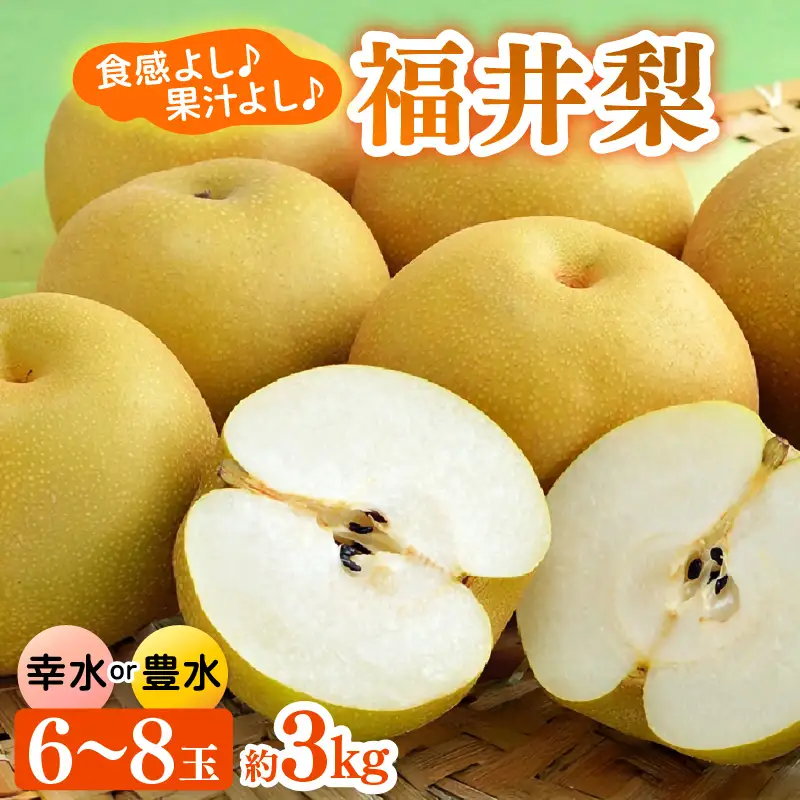 【先行予約】福井梨 3kg 6～8玉入 《幸水梨 豊水梨どちらかのお届け！》 ／ 期間限定 果物 フルーツ 産地直送 旬 お取り寄せ ※2026年8月下旬以降発送 [aw003-a009]