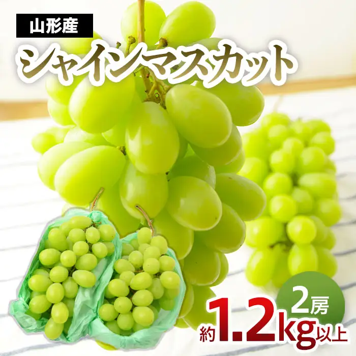 山形のぶどう シャインマスカット 1.2kg以上(2房)[10月中旬～11月中旬お届け]【令和8年産先行予約】FU22-795 くだもの 果物 フルーツ 山形 山形県 山形市 2026年産