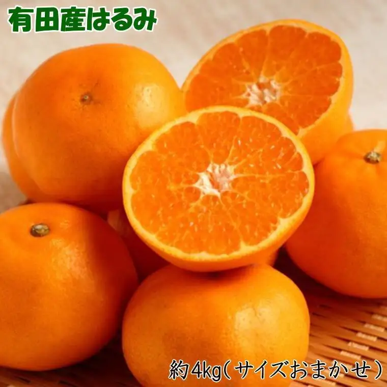 ［厳選・濃厚］紀州有田産のはるみ約4kg(サイズおまかせ) ★2027年1月下旬頃より順次発送［TM27］