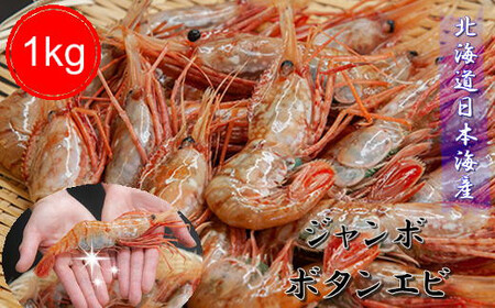 8-040-001　ジャンボボタンエビ 1kg（10～20尾）