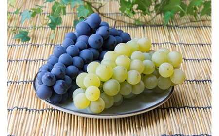8-011-014　ぶどう詰め合わせ 2kg（10月～発送）【マルゼン佐藤果樹園】