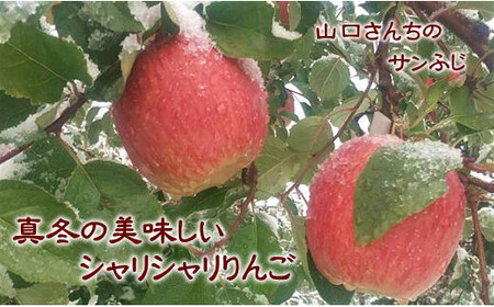 8-024-007　山口さんちのりんご（サンふじ） 10kg【1月発送】