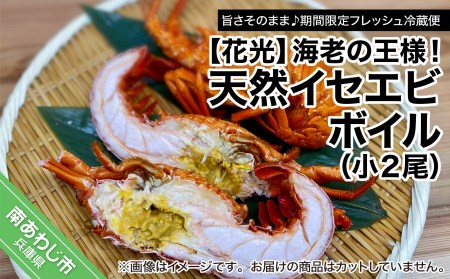 【花光】海老の王様！天然イセエビボイル（小２尾）【旨さそのまま♪期間限定フレッシュ冷蔵便】　